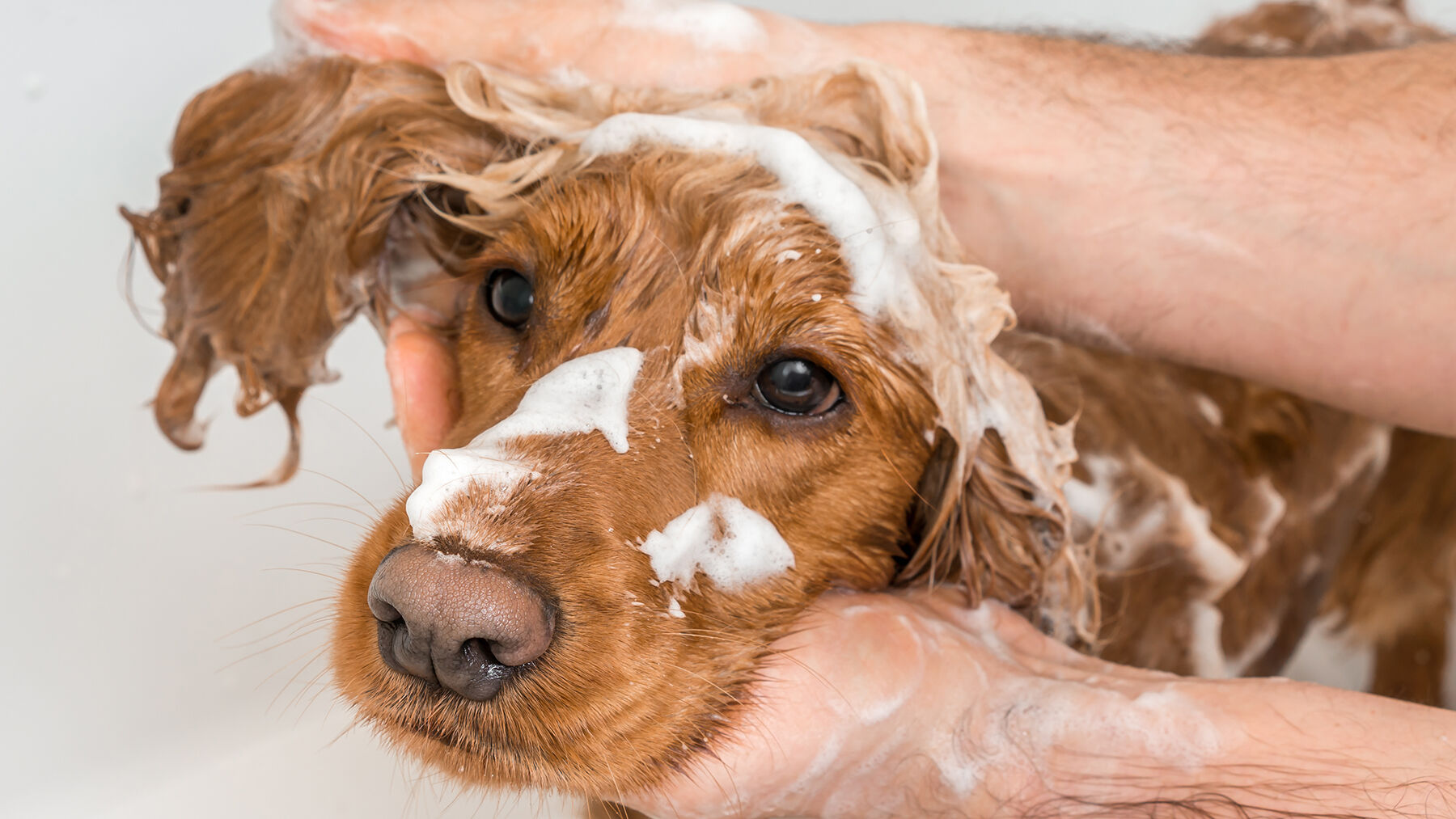 dog getting washed